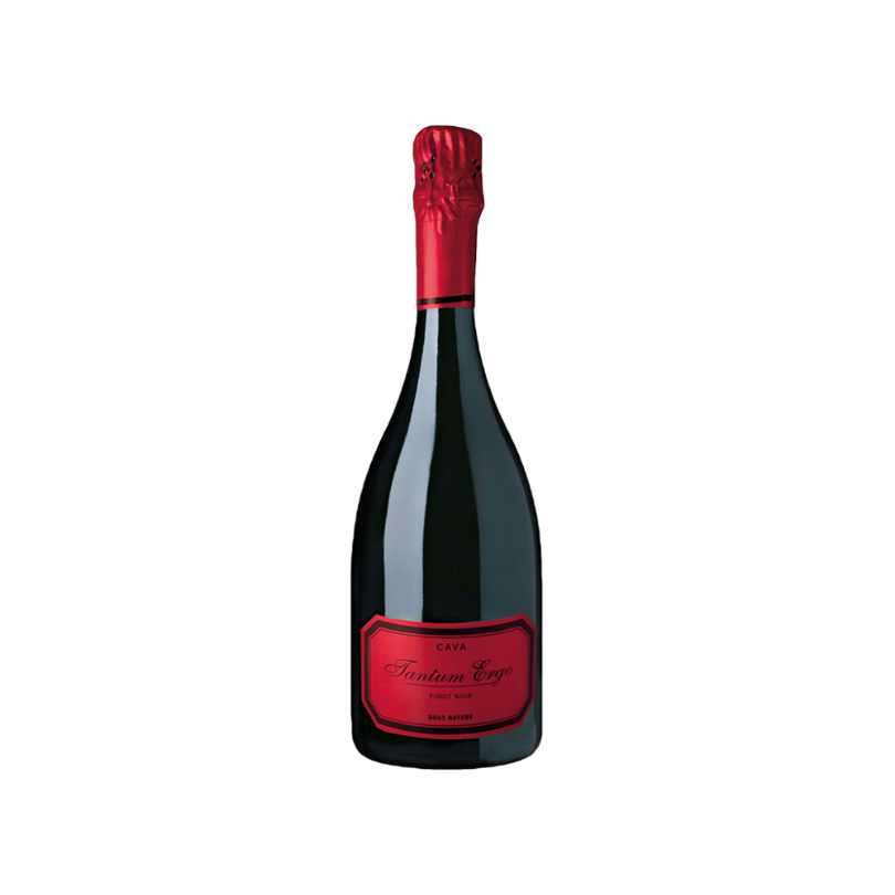 CAVA TANTUM ERGO ROSE